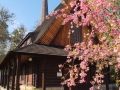 DSCF0445 sakura u evangelického kostela v Rožnově pod Radhoštěm 25.4.2015.JPG